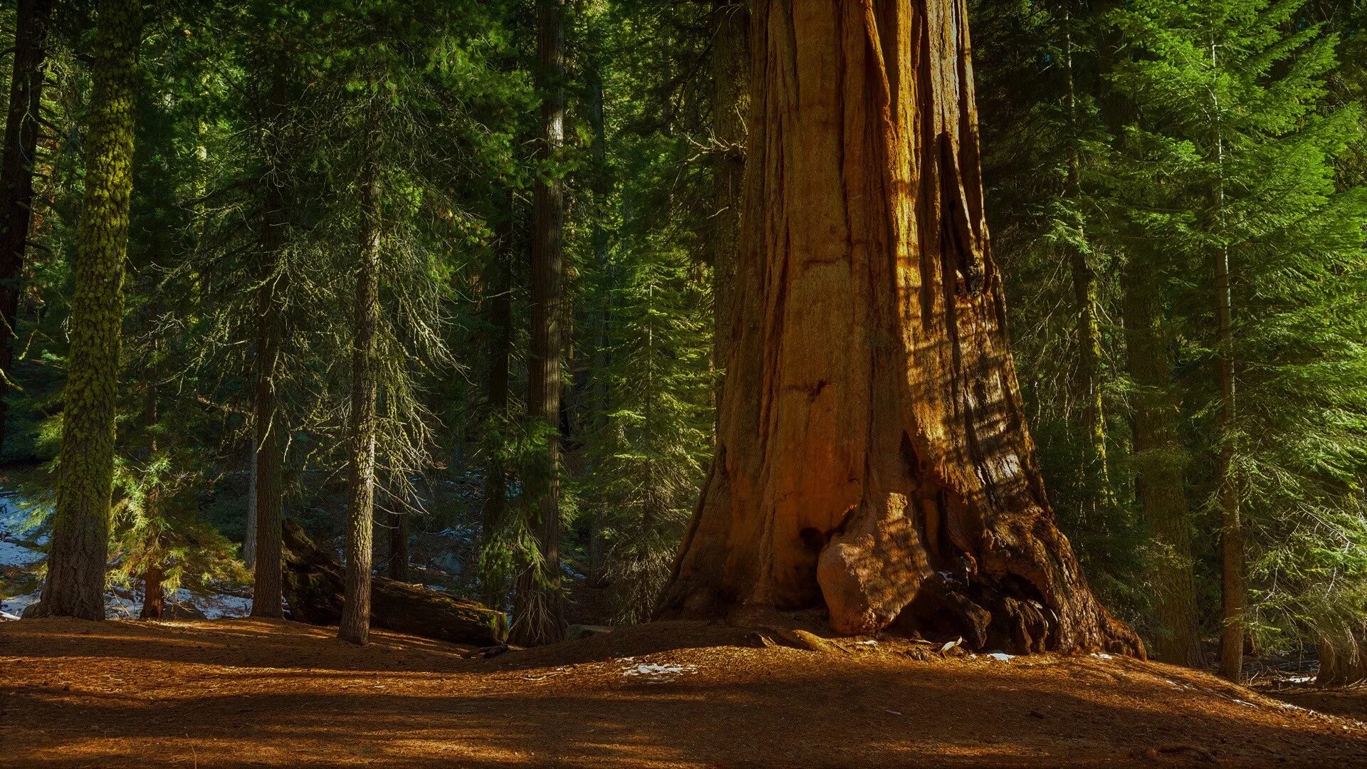 Sequoia 15.2