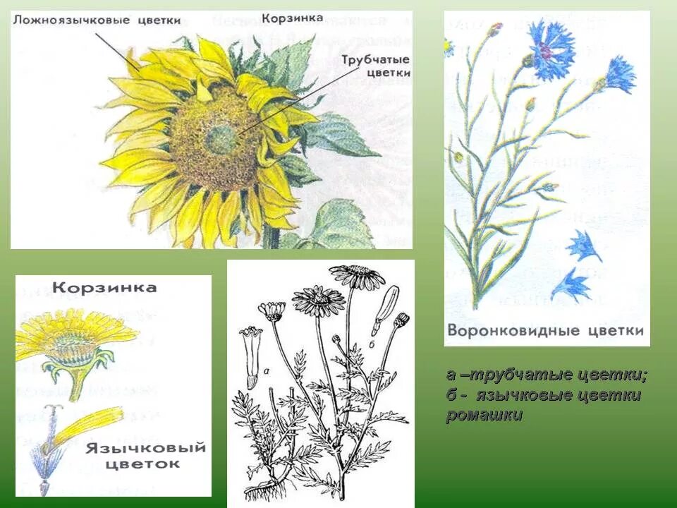 Мелкие цветки сложноцветных собраны. Язычковые цветки сложноцветных. Цветы сложноцветных трубчатые языч. Язычковые цветки в соцветиях астровых. Цветки язычковые и трубчатые.