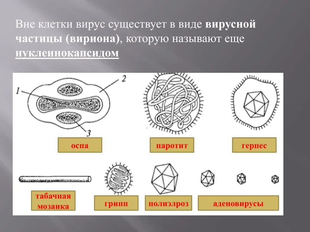 Форма клеток вирусов