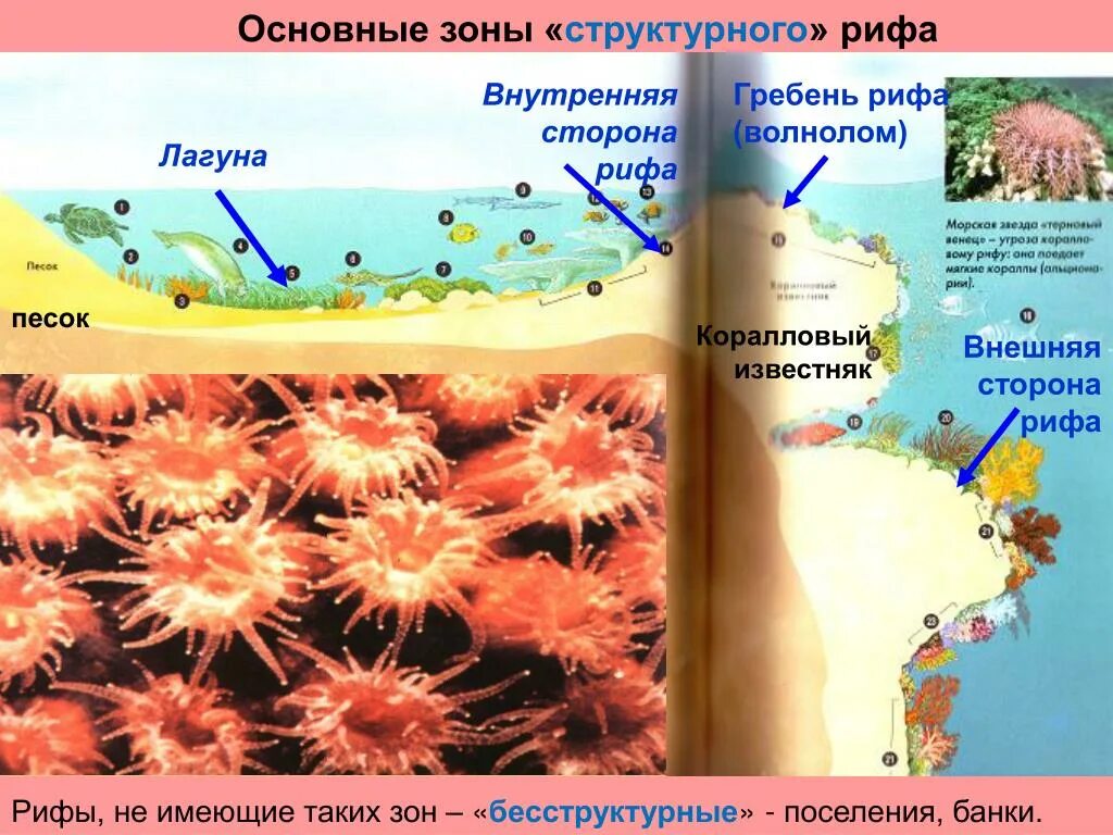 Зоны кораллового рифа. Строение рифов. Строение коралловых рифов. Коралловые рифы строение схема.