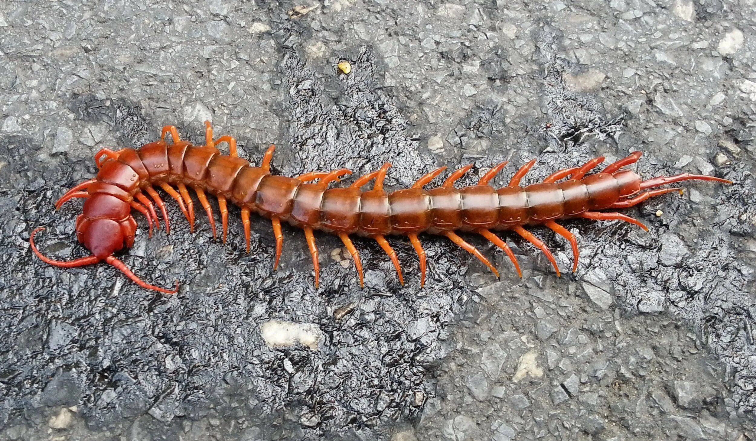 Губоногие многоножки. Мокрица жук. Многоножка мухоловка гусеница. Сороконожка мухоловка обыкновенная. Костянка многоножка.