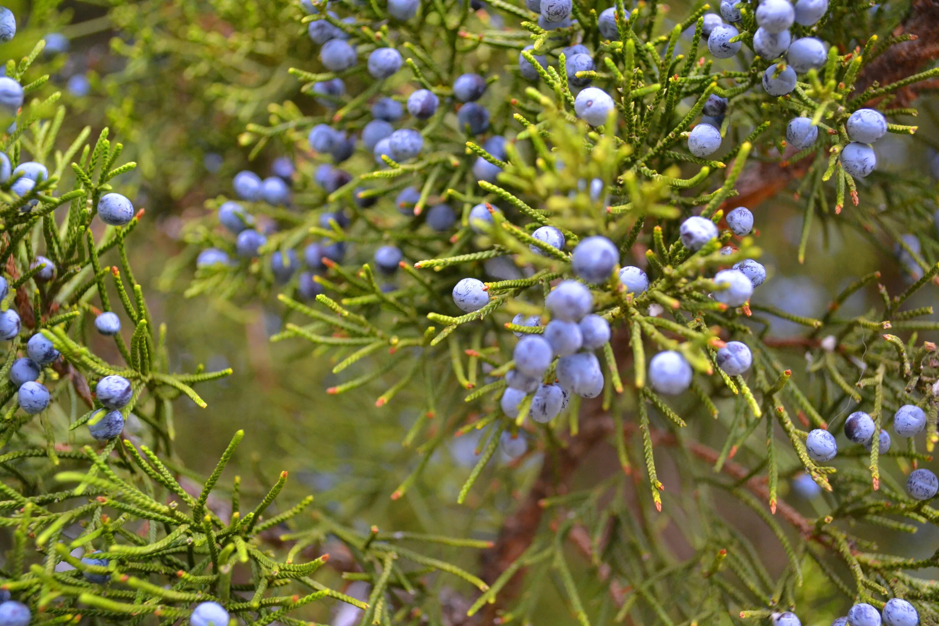 Файл:Juniperus communis communis Italy.jpg - Вікіпедыя