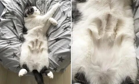 Котики котики мягкие животики