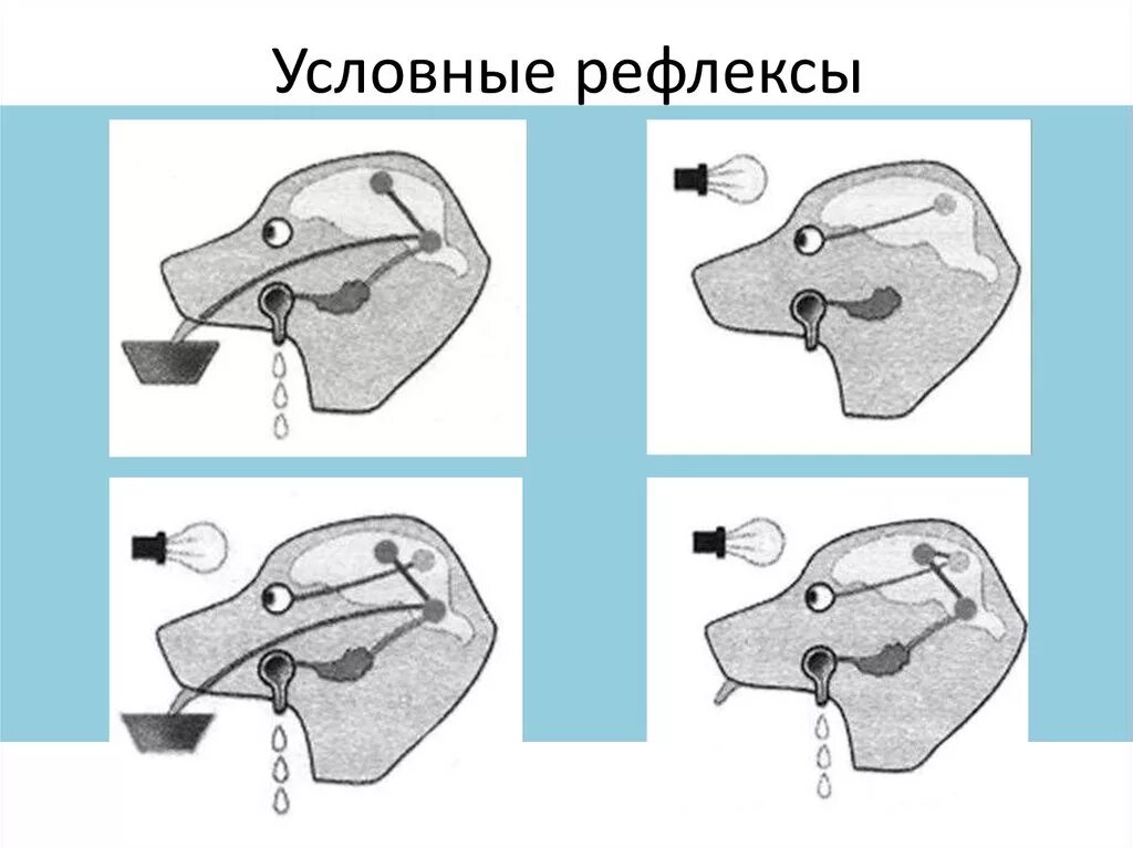 И п павлова рефлекс. Собака Павлова условный рефлекс. Формирование условного рефлекса у собаки Павлова. Схема выработки условного рефлекса по Павлову. Выработка условного рефлекса схема.