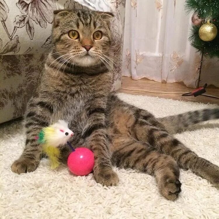 Пушистый барсик. Кот барсик фото. Кот барсик. Кот барсик. Кошка барсик.