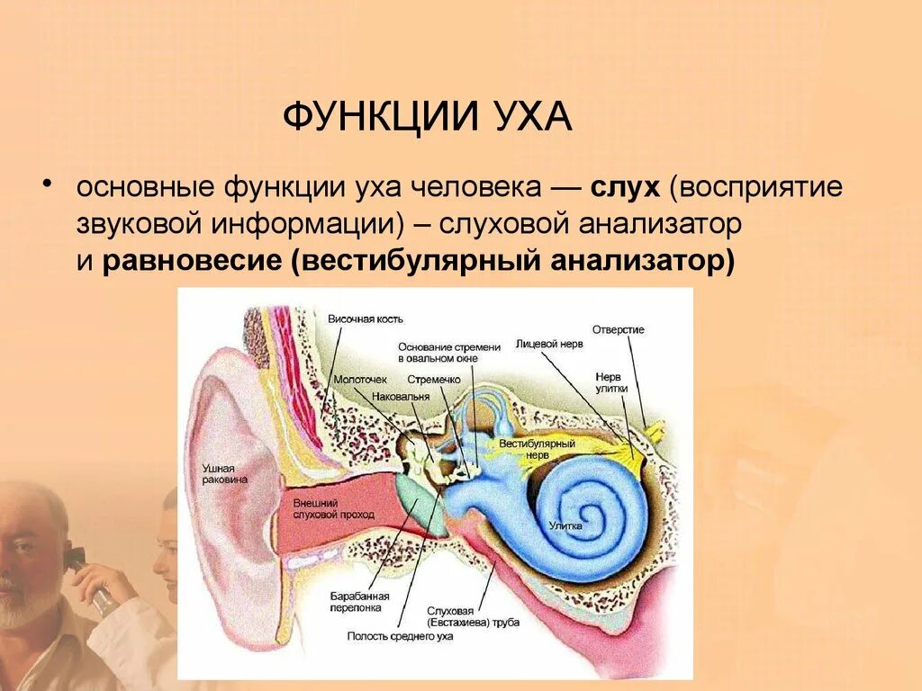 Во внутреннем ухе расположены. Наружное ухо строение и функции анатомия. Структура уха и его функции. Строение и функции наружного уха. Строение и функции отделов уха человека.