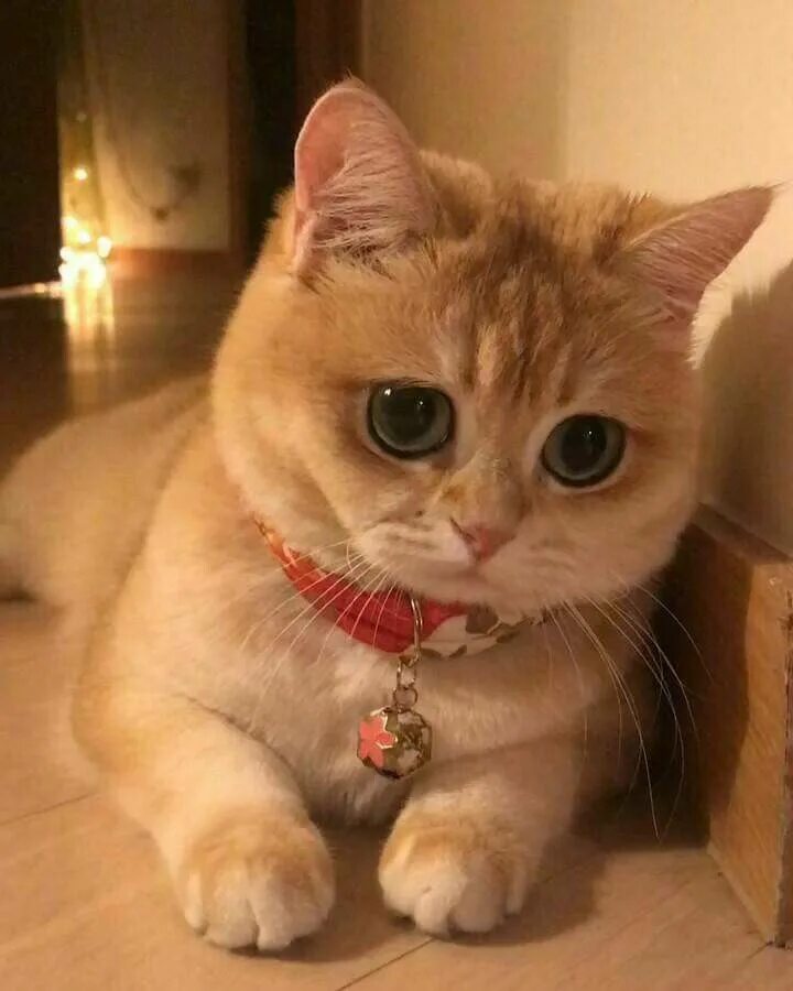 How adorable