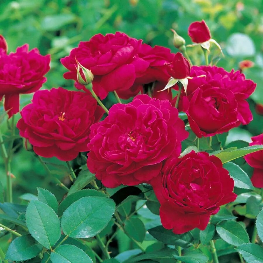Купить корни роз. Сорт розы Дарси Басселл.