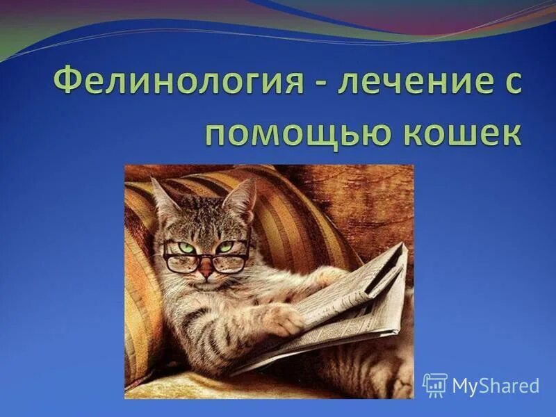 Кошка фелинология. Фелинология это наука. Фелинология наука о кошках. Фелинология это наука. Фелинология это наука изучающая.