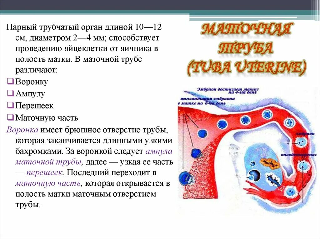Трубчатые органы. Парный трубчатый орган. парные трубчатые органы. трубчатыми органами являются. трубчатые организмы.
