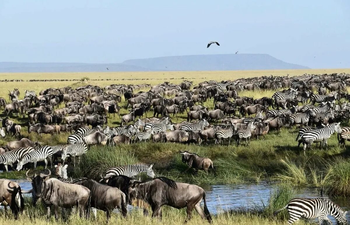 Tanzania safari, Sakina: лучшие советы перед посещением - Tripadvisor