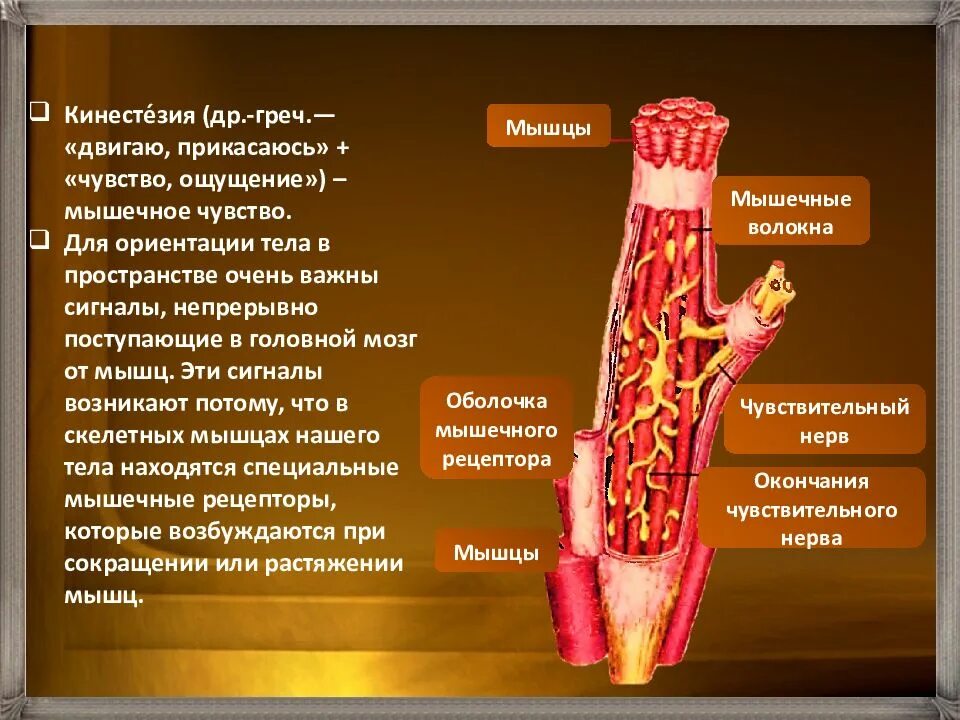 Мышечное чувство находится. Мышечное чувство строение. Двигательный анализатор строение. Мышечный анализатор. Презентация мышечное чувство.