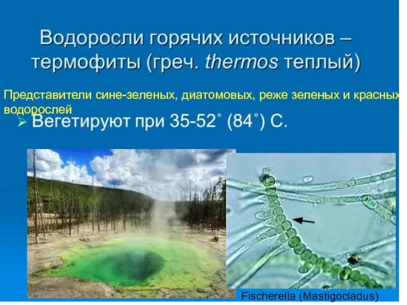 Экологические группы водорослей. Водоросли в термальных источниках. Водоросли в экстремальных условиях. Водоросли обитающие в экстремальных условиях.