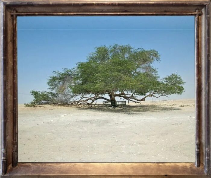 Дерево жизни в bahrain. Горчичное дерево в израиле. Дерево жизни акация бахрейн. Древо жизни бахрейн. Дерево жизни в пустыне бахрейна.