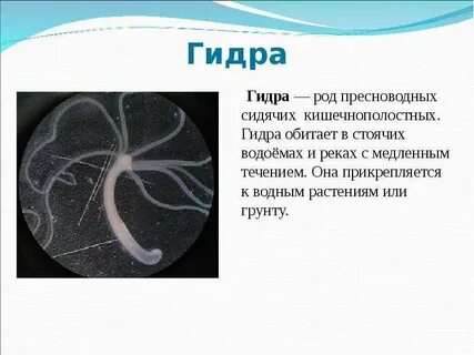 Гидры род пресноводных сидячих кишечнополостных