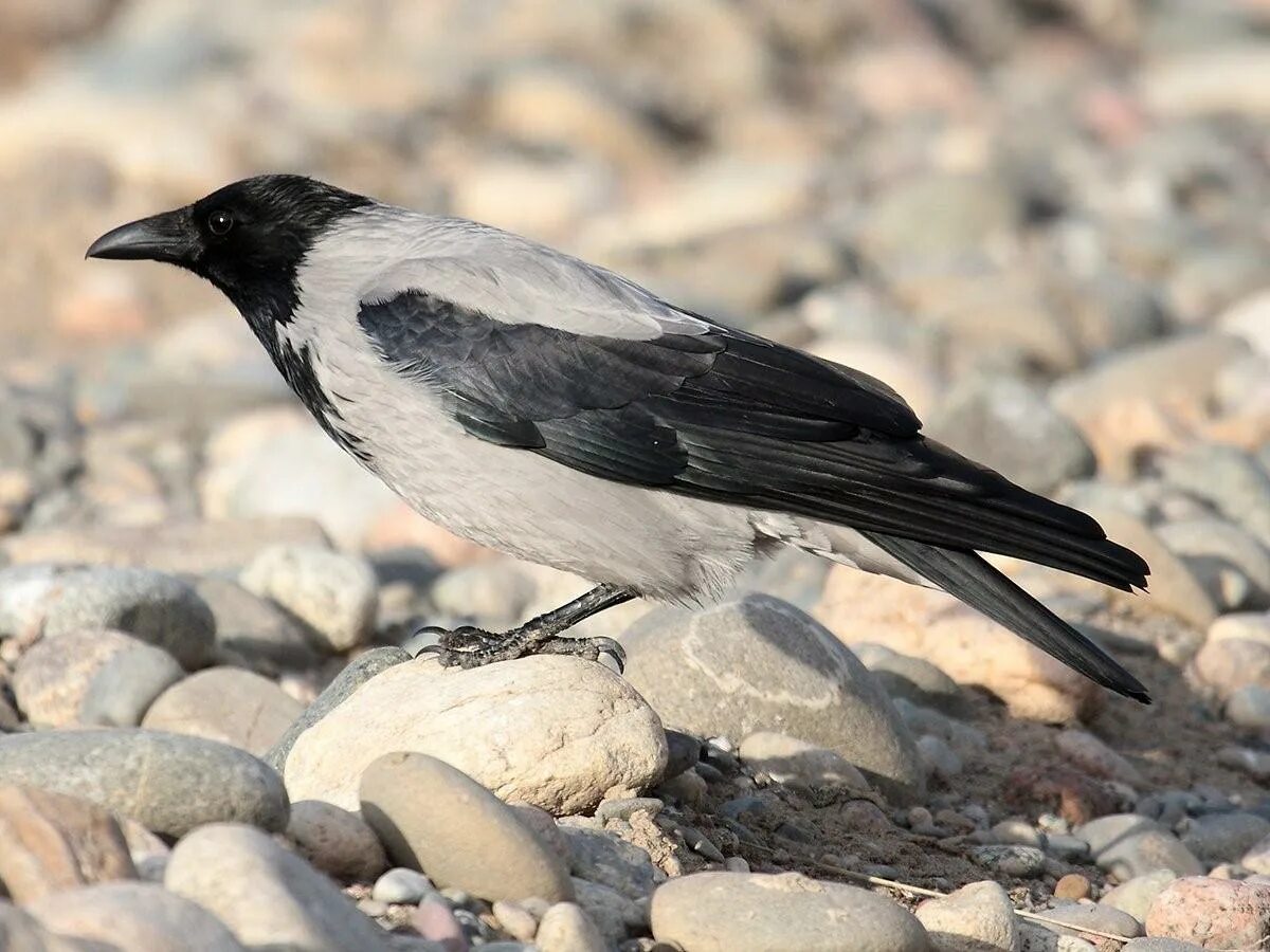 Жизнь серой вороны. Се́рая воро́на corvus cornix. серая ворона птица. corvus cornix птица. серые вороны.