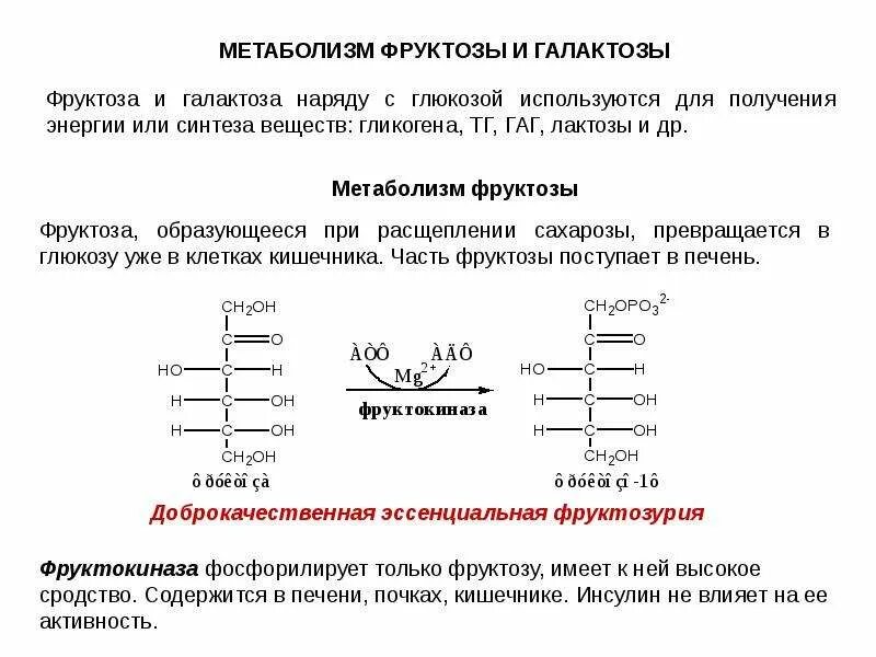 Нарушения фруктозы. Обмен фруктозы и галактозы. Особенности метаболизма фруктозы и галактозы. Особенности метаболизма галактозы. Метаболизм фруктозы гексокиназа.