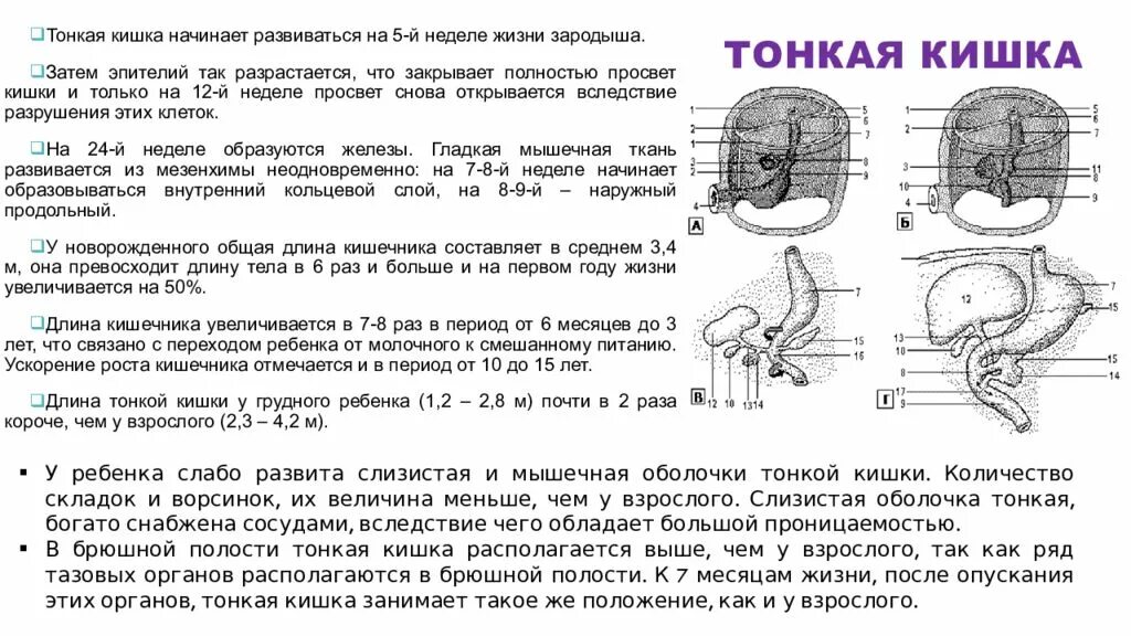 Какая длина кишечника у взрослого. Длина кишечника у взрослого человека составляет. Общая длина тонкой кишки составляет:.