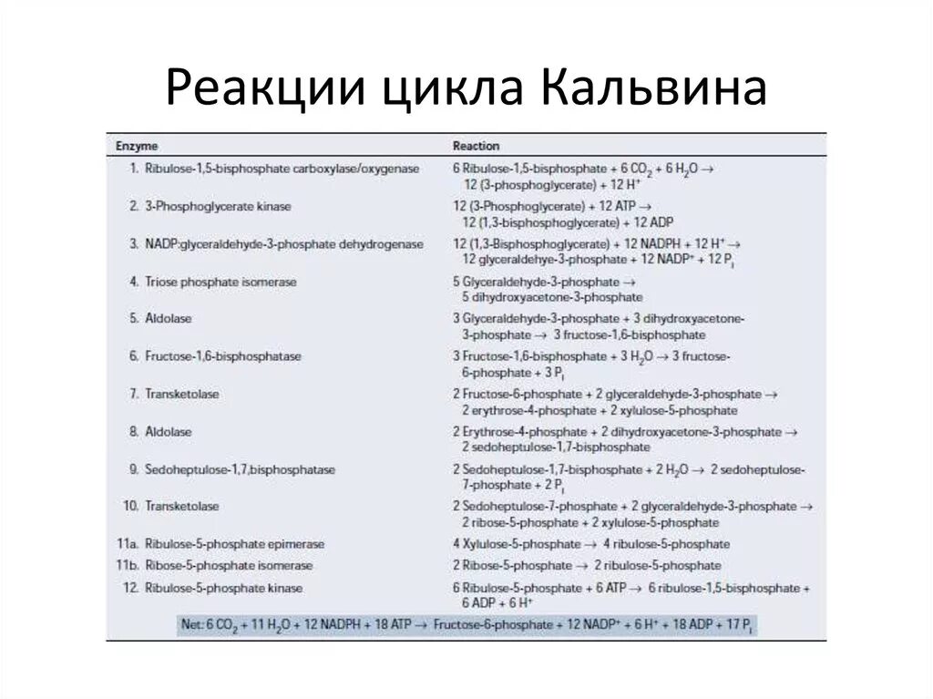 Протекают реакции цикла кальвина. Реакции цикла Кальвина. Ферменты цикла Кальвина. Цикл Кальвин реакции. Этапы цикла Кальвина.