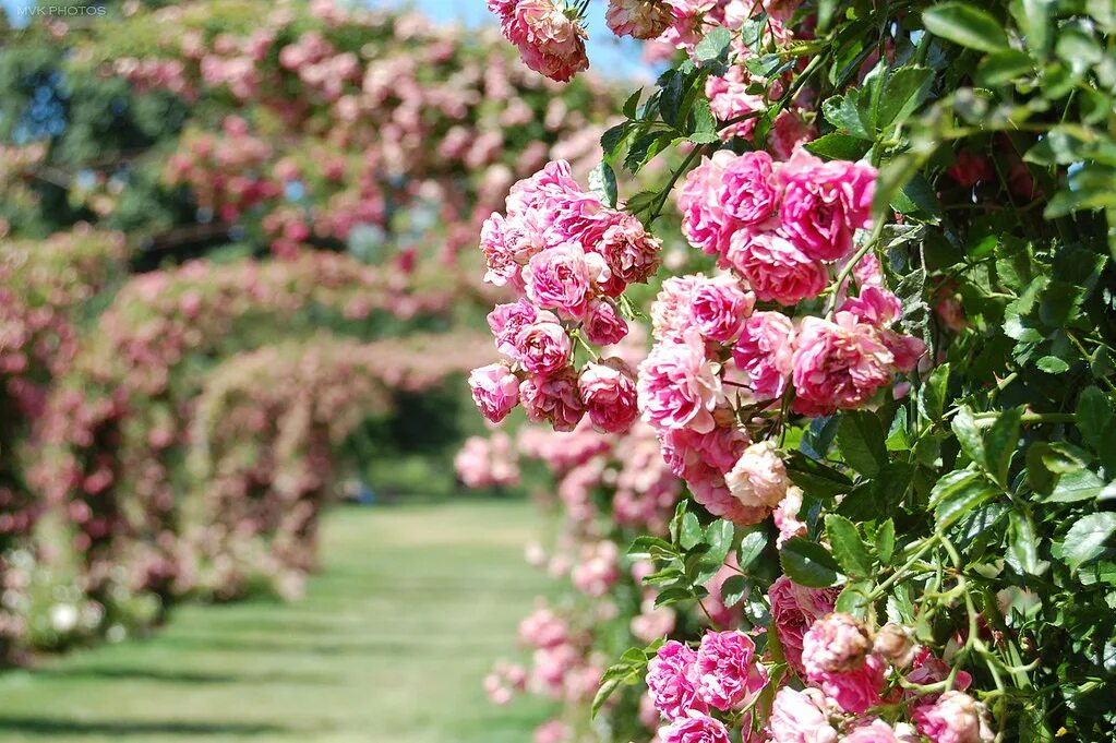 Розовый куст в цвету. Роза плетистая элизабет стюарт. elizabeth park rose garden, сша. розарии мира красота садовых роз. роза куст паулин.