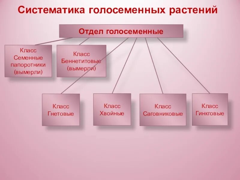 7 класс голосеменные растения вариант 1. Классификация голосеменных. Отдел Голосеменные систематика. Отдел Голосеменные классификация. Классификация голосеменных схема.