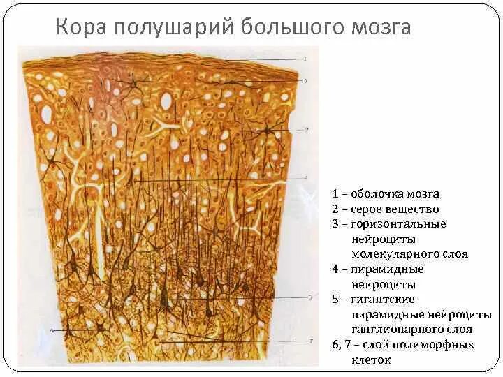 Ирритация коры головного мозга