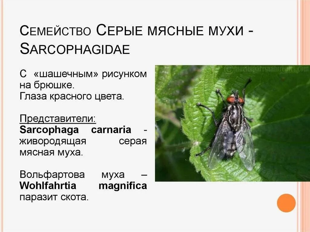 Характер мухи. Вольфартова Муха (Wohlfahrtia magnifica). Серые мясные мухи представители. Серая мясная Муха строение. Серые мясные мухи жизненный цикл.