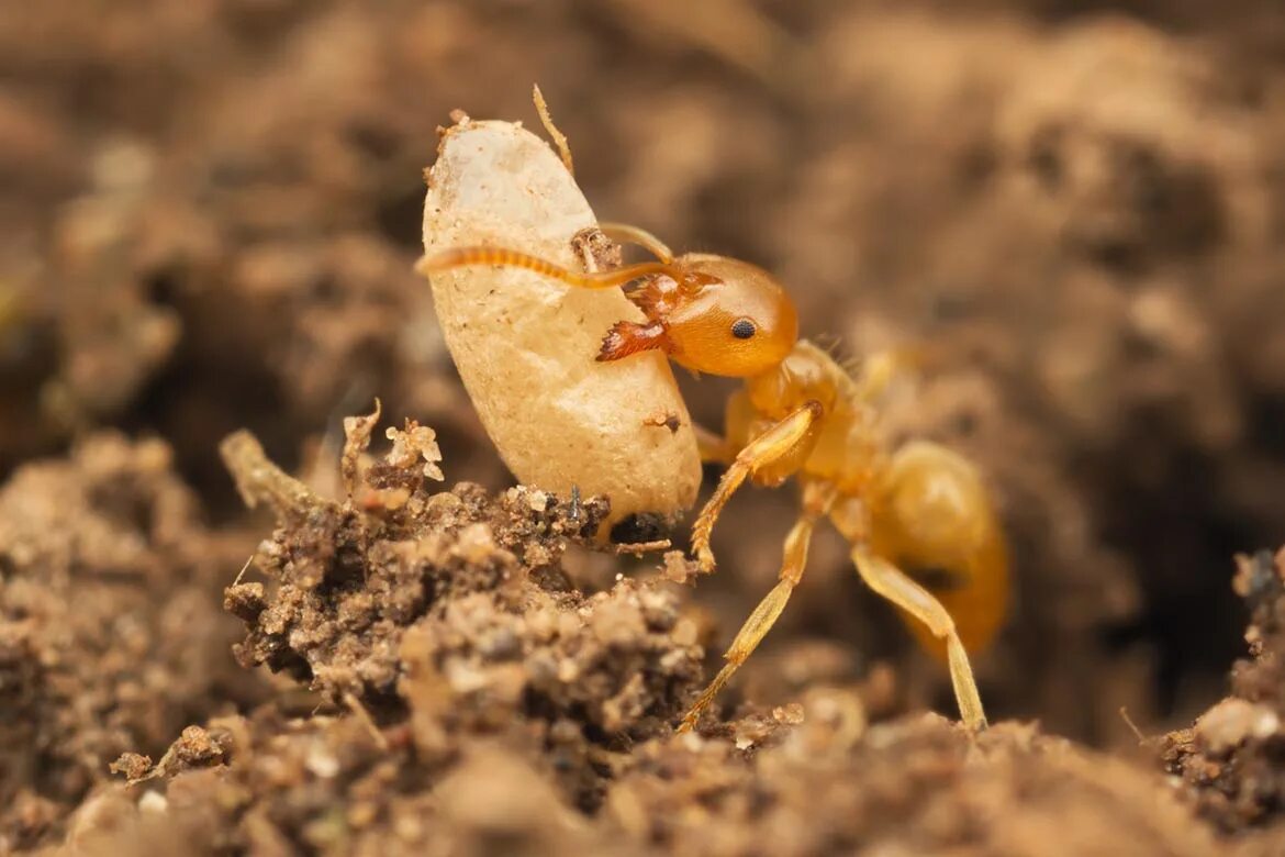 Муравьи Lasius flavus в огороде. Жёлтый Земляной муравей. Желтые муравьи в теплице. Оранжевые муравьи.