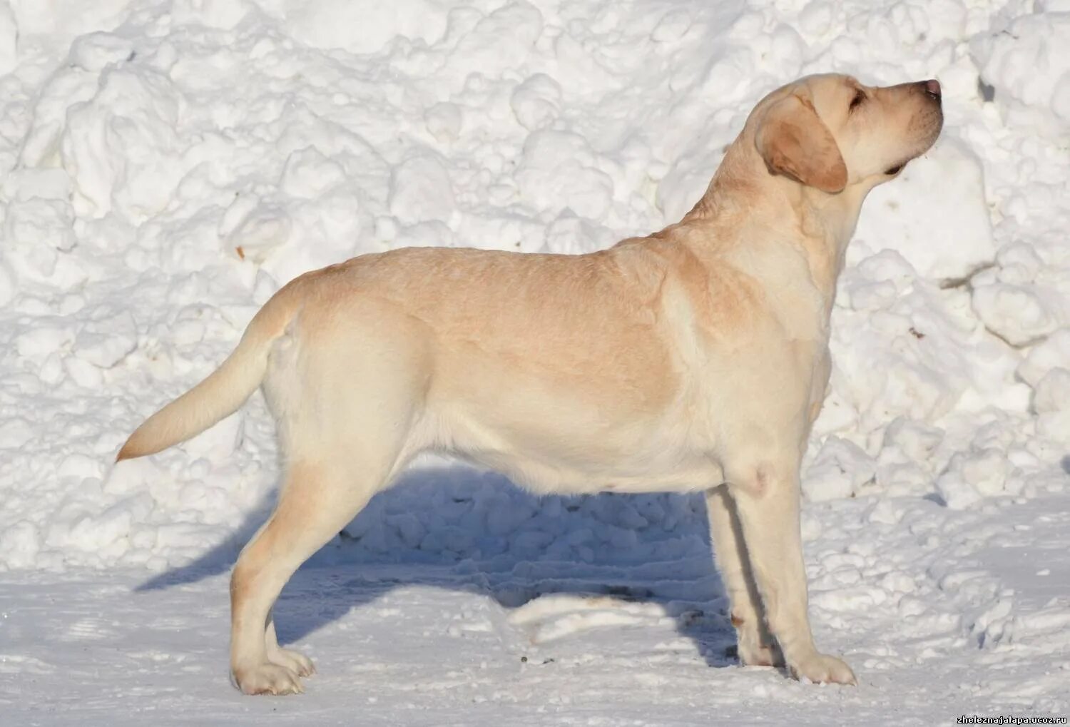 Лабрадор ретривер палевый окрас. Лабрадор палевый кобель. Лабрадор ретривер палевый. Лабрадор палевого окраса. Лабрадор палевый рыжий.