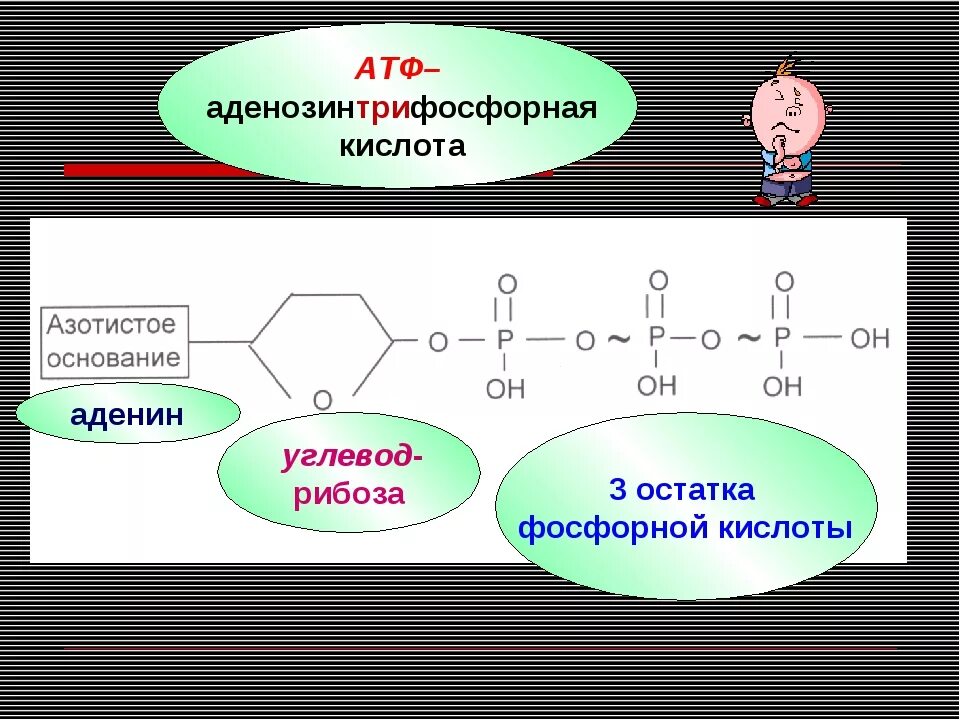 Аденозинтрифосфорная кислота формула. Строение АТФ типы химических связей. Строение АТФ биология. Структура АТФ.