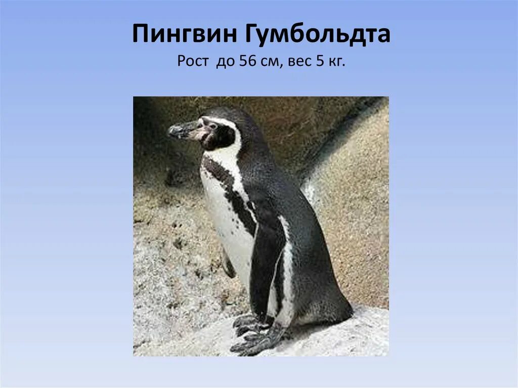 Тип развития субантарктического пингвина. Пингвины гумбольдта рост. рост пингвина. пингвин гумбольдта детеныш. забота о потомстве у пингвинов.