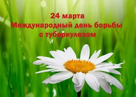 Тема ромашки