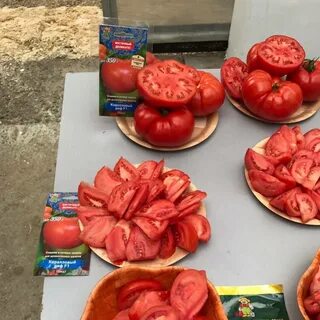Томат коралловый отзывы