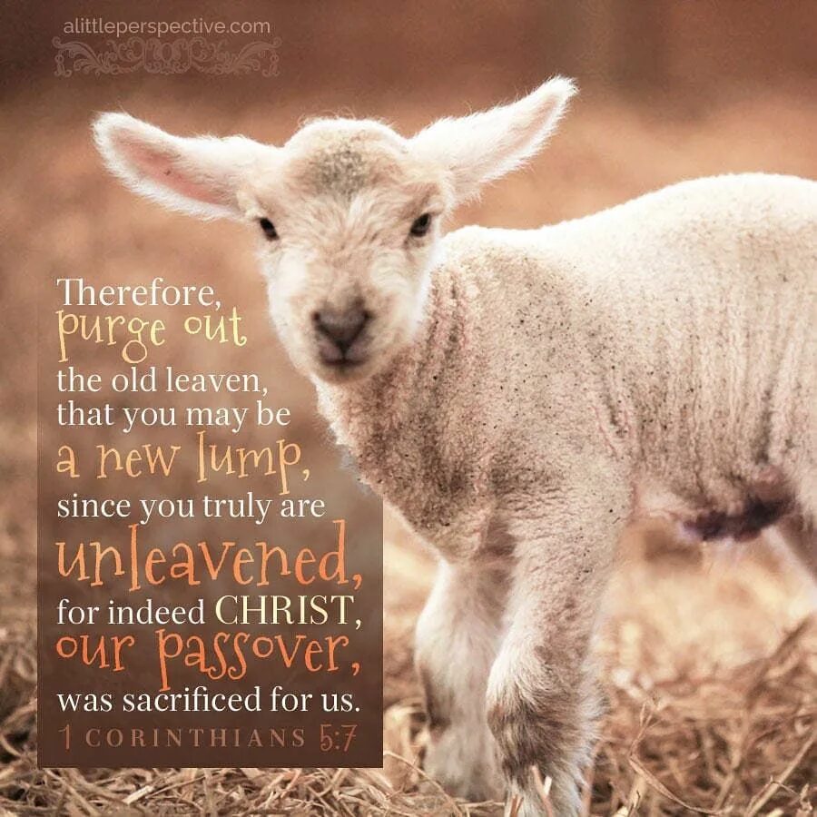 Leaven. Хлеб хаус. Leaven. Leaven. Кунжутная мука.