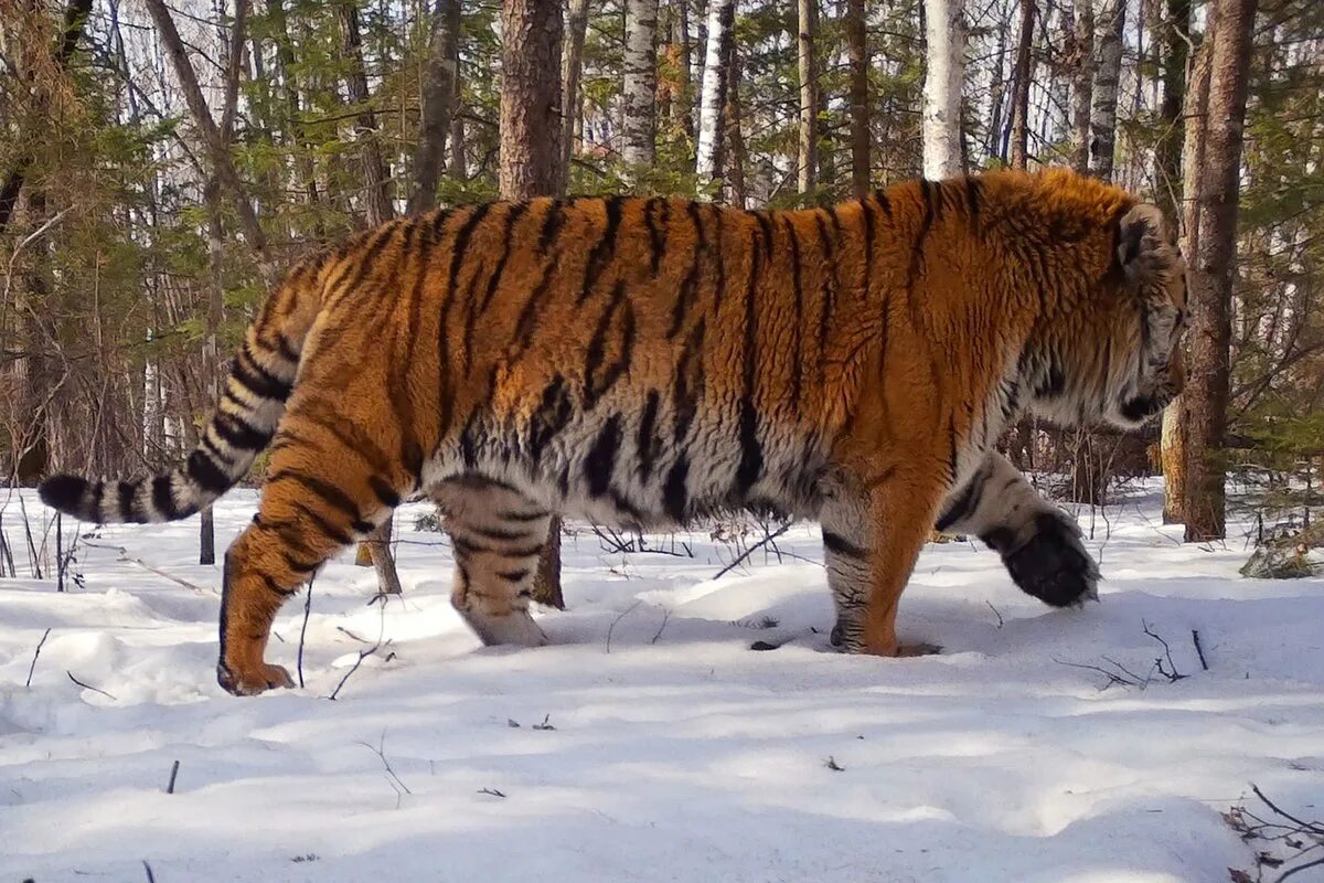 Какой тигр сильнее. Уссурийский (Амурский) тигр Уссурийский (Амурский) тигр. Уссурийский заповедник Амурский тигр. Амурский тигр Сихотэ-Алинь. Национальный парк земля леопарда Амурский тигр.