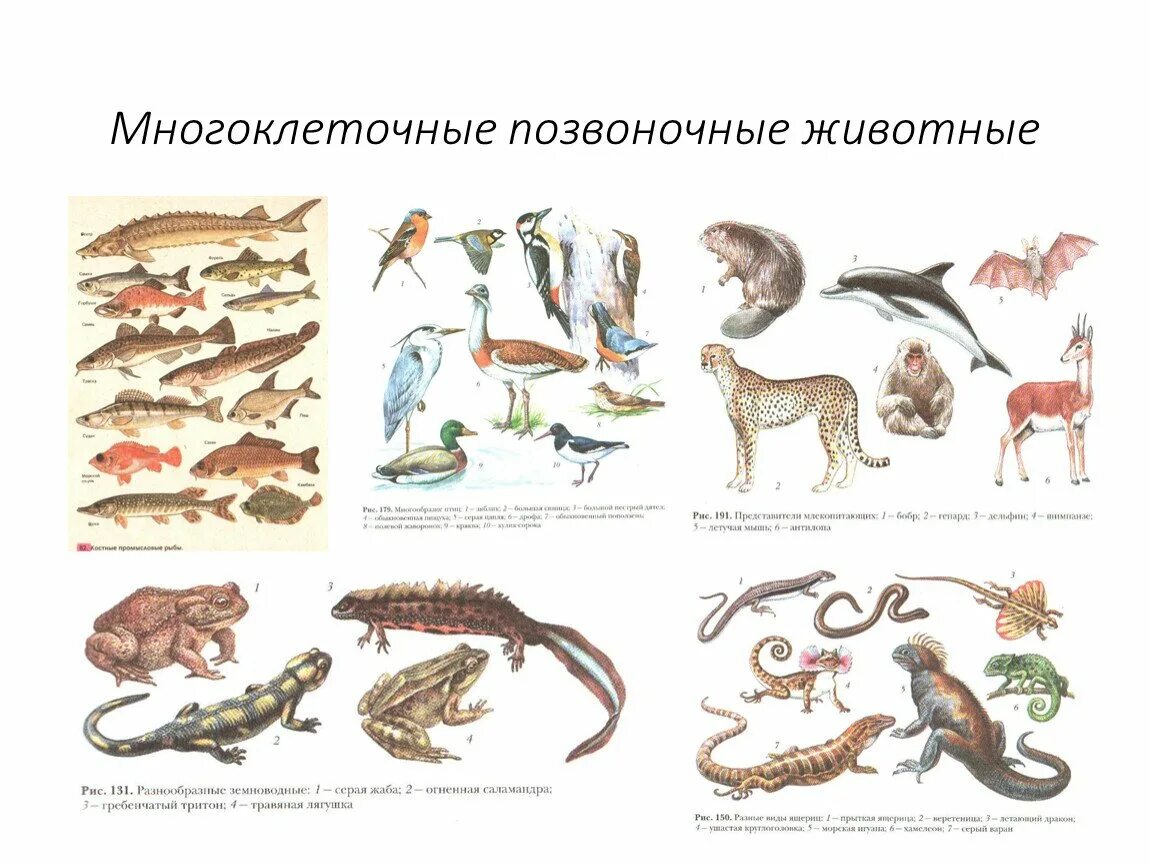 Многоклеточные позвоночные Хордовые. Многоклеточные животных 5 класс биология. Многоклеточные животные 5 класс биология. Позвоночные животные 5 класс биология. Группа животных в биологии 5