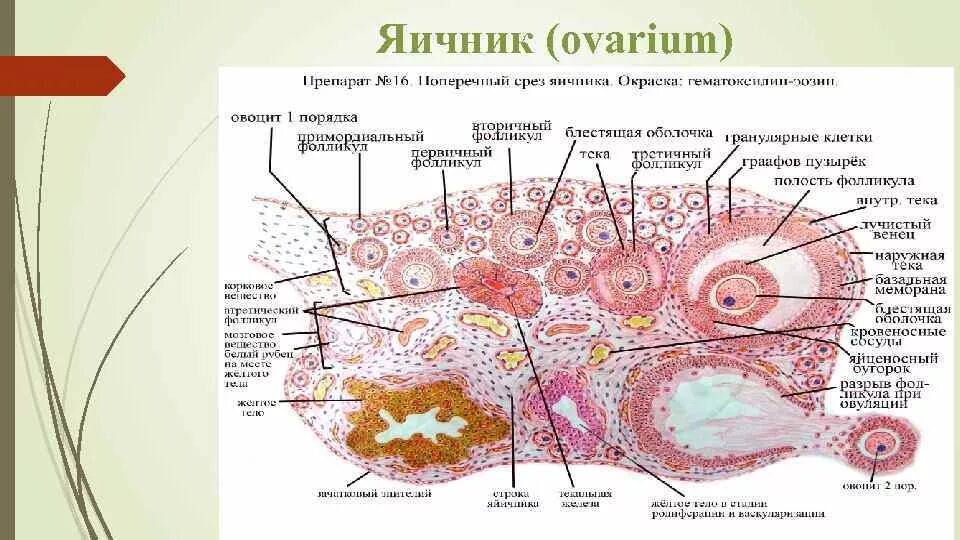 Поперечный срез яичника гистология. Структуры яичника гистология. Женская половая система яичник гистология строение. Схема строения яичника кошки поперечный срез. Женская половая система животных