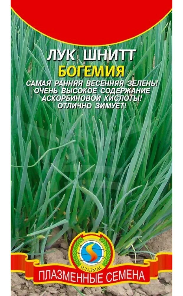 Многолетний лук на зелень сорта и описание. Лук шнитт богемия семена. лук шнитт богемия, 0,5г. лук многолетний шнитт. лук на зелень шнитт.