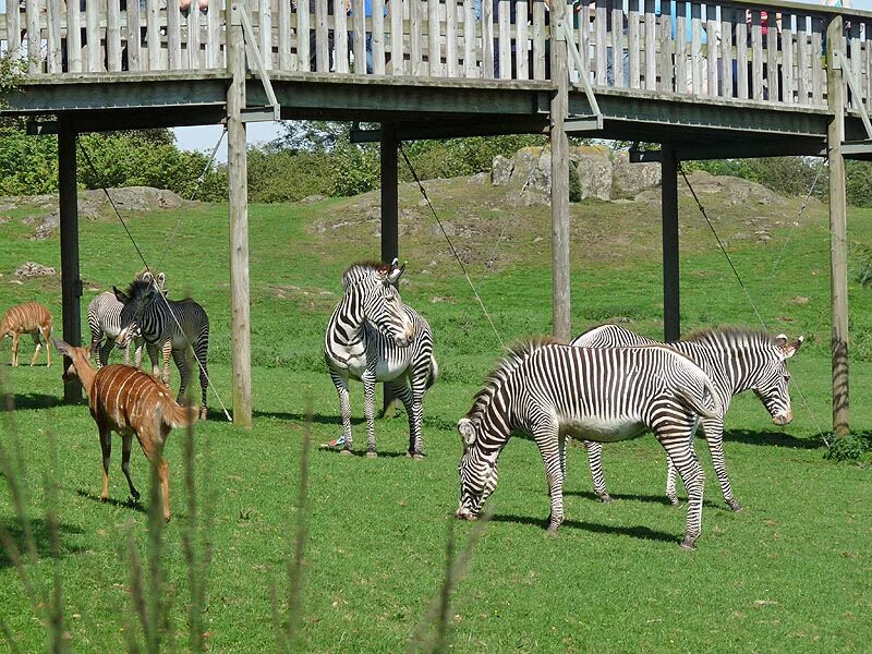 Московский зоопарк зоологический парк. Московский зоопарк, зоологический сад. Ленинградский зоопарк в питере. Кем был организован зоосад в середине. Зоопарк в кристиансанне норвегия.