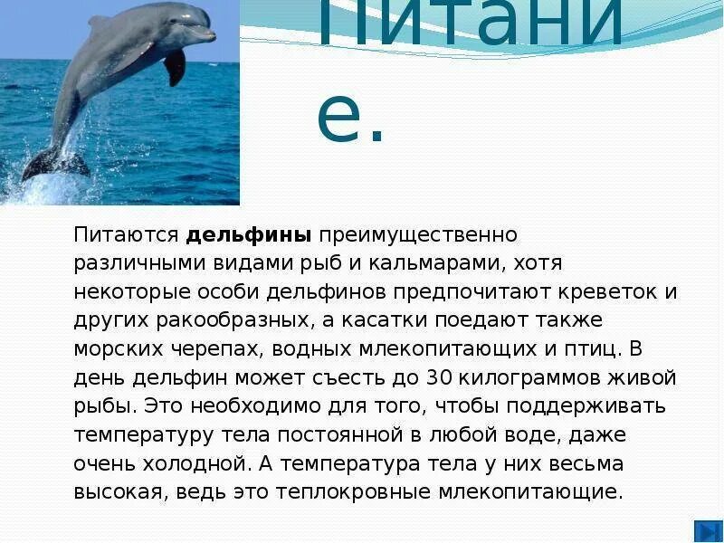 Дельфины доклад. Чем питается Дельфин. Дельфины питаются. Доклад про дельфинов. Впр текст про дельфинов