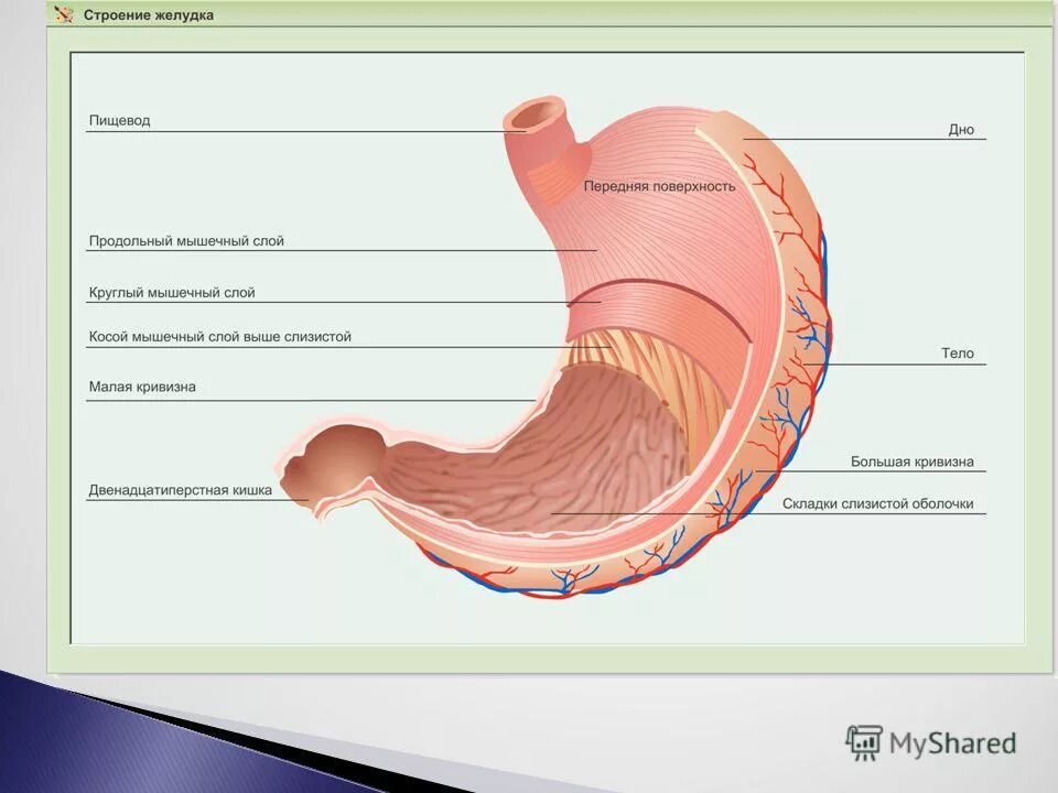 Внешнее и внутреннее строение желудка. Внутренне и внешнее строение желудка. Мышечная оболочка желудка функции. Части желудка,строение стенки желудка. Строение и работа желудка.