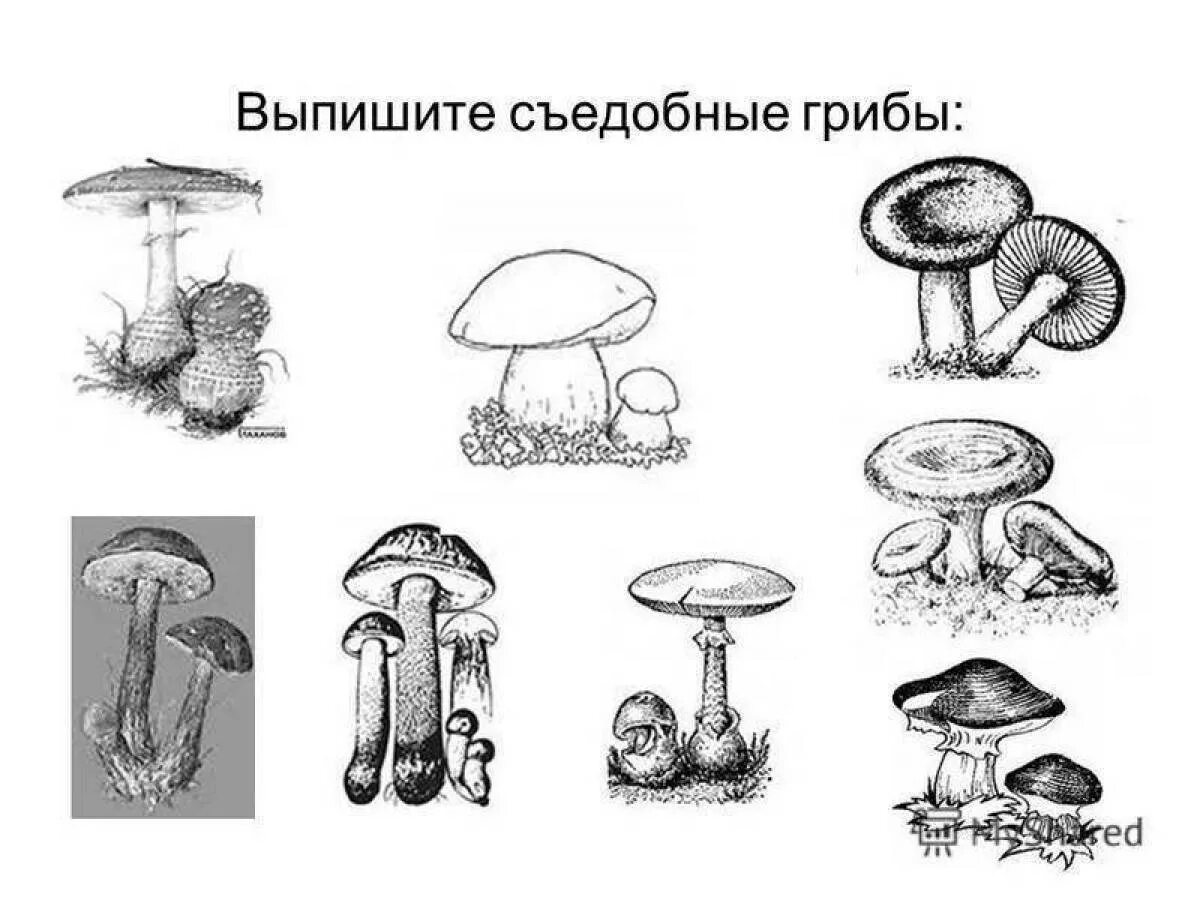 Съедобные и несъедобные грибы рисунок. Задание съедобные и ядовитые грибы. съедобные грибы рисунок. съедобные грибы раскраска.