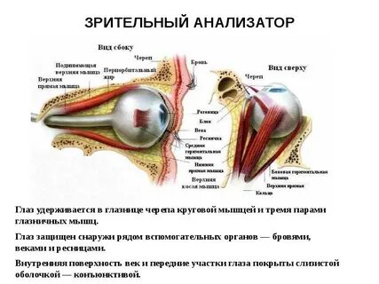 Прямая мышца глаза латынь