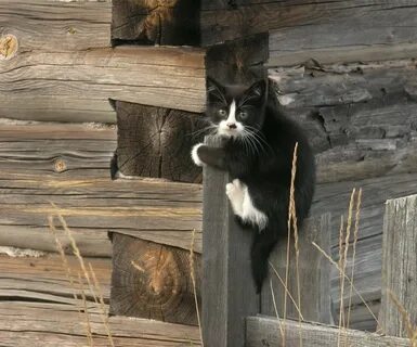 Кот на заборе картинки