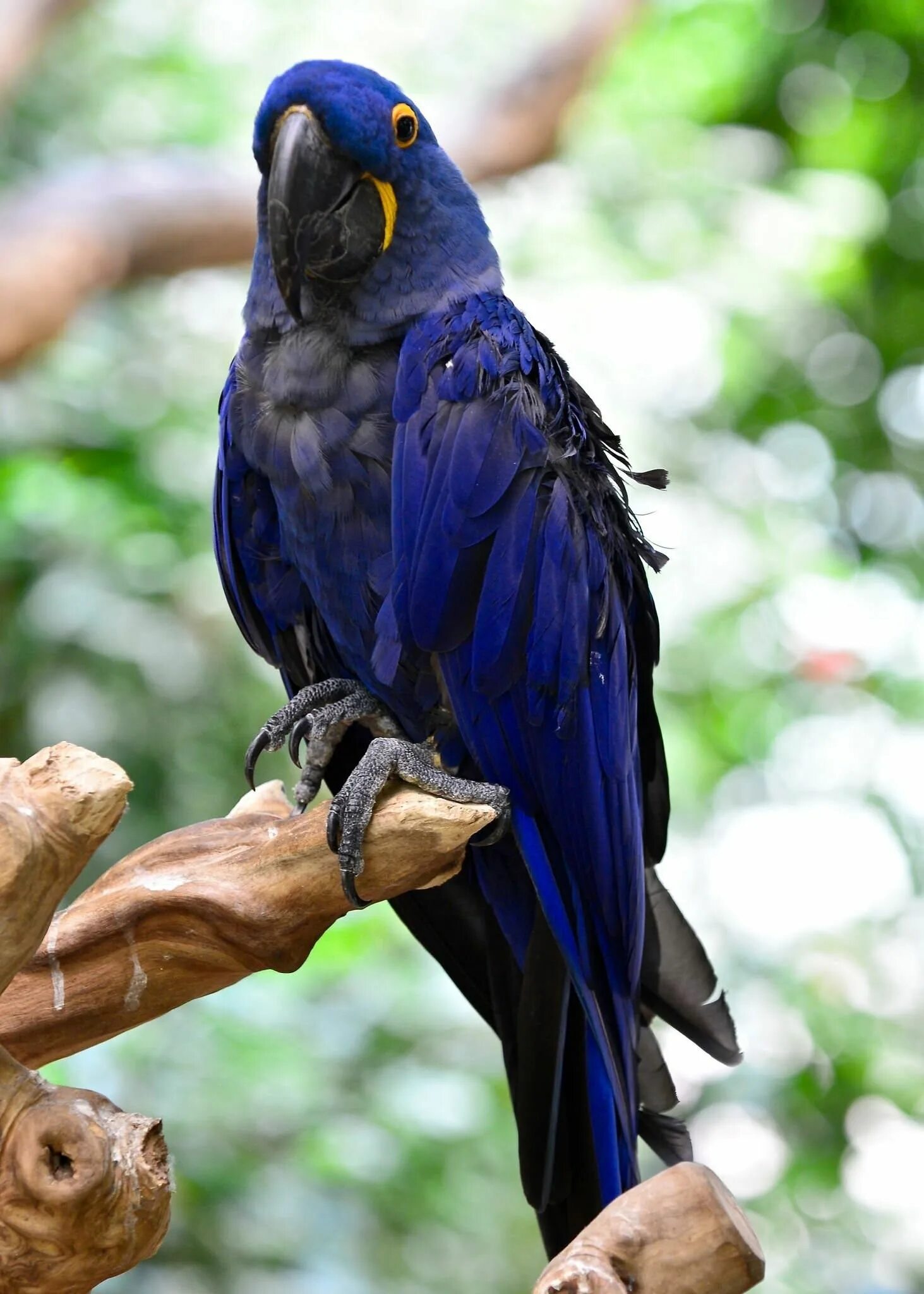 Большой попугай ара. Попугай ара гиацинтовый. Гиацинтовый ара птенец. Самый большой попугай гиацинтовый ара. Гиацинтовые ара фиолетовые.