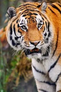 V tiger