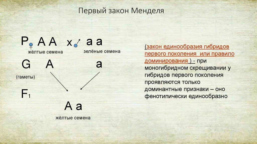 1 Закон единообразия гибридов первого поколения. Генетическая схема закона единообразия Менделя. Закон единообразия 1 поколения закон Менделя. Первый закон Менделя - закон единообразия. Символ гибридов