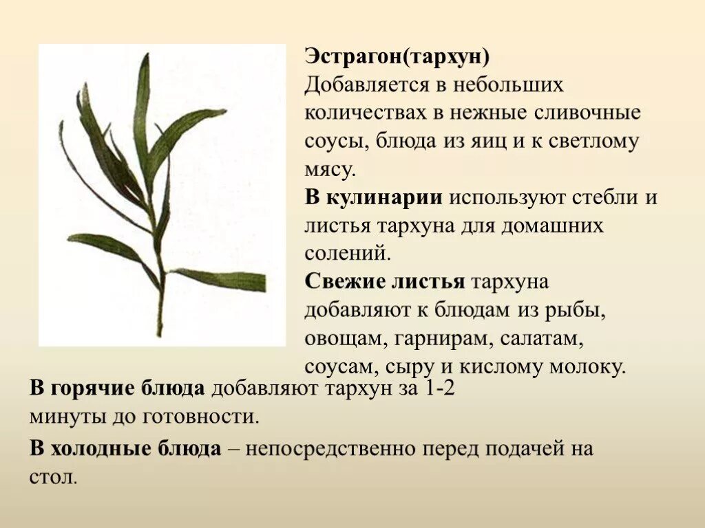 эстрагон. тархун полезные свойства. тархун растение описание. тархун лемонграсс. эстрагон (artemisia dracunculus).