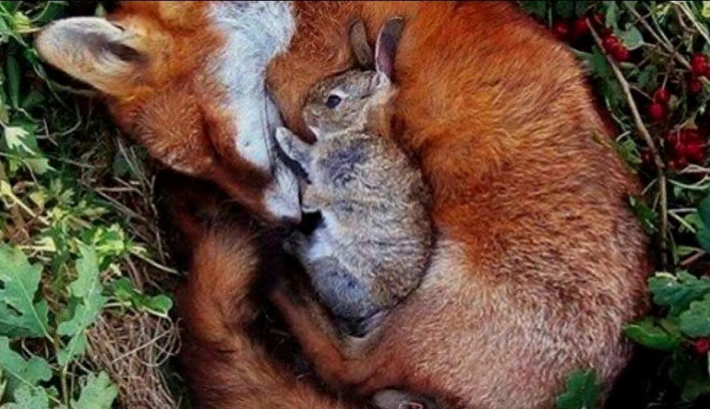 Лиса. Лисы и зайцы. Лиса с лисятами. Танцующий заяц. Дикие кролики в природе.