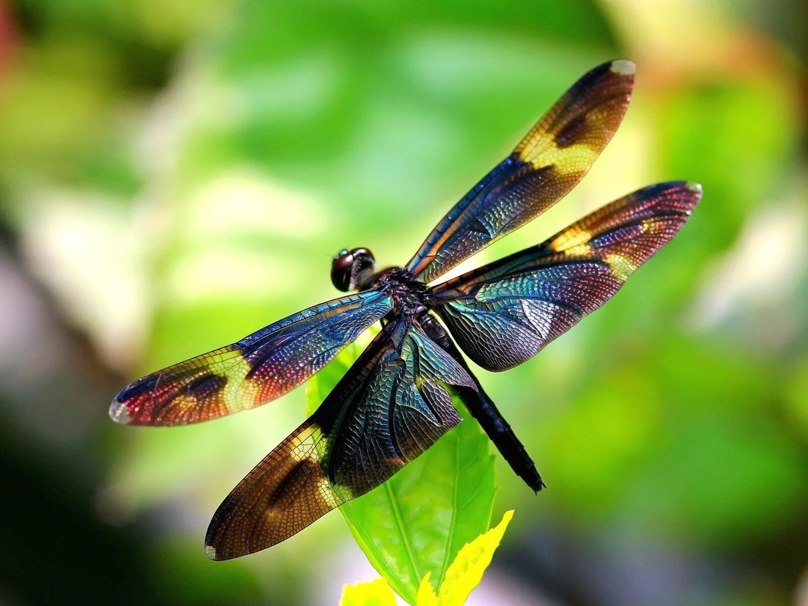 Насекомое пестрое. Стрекоза Радужница. Драгонфлай Стрекоза. Dragonfly Dragonfly 1968. Стрекоза риотемис Вариегата..